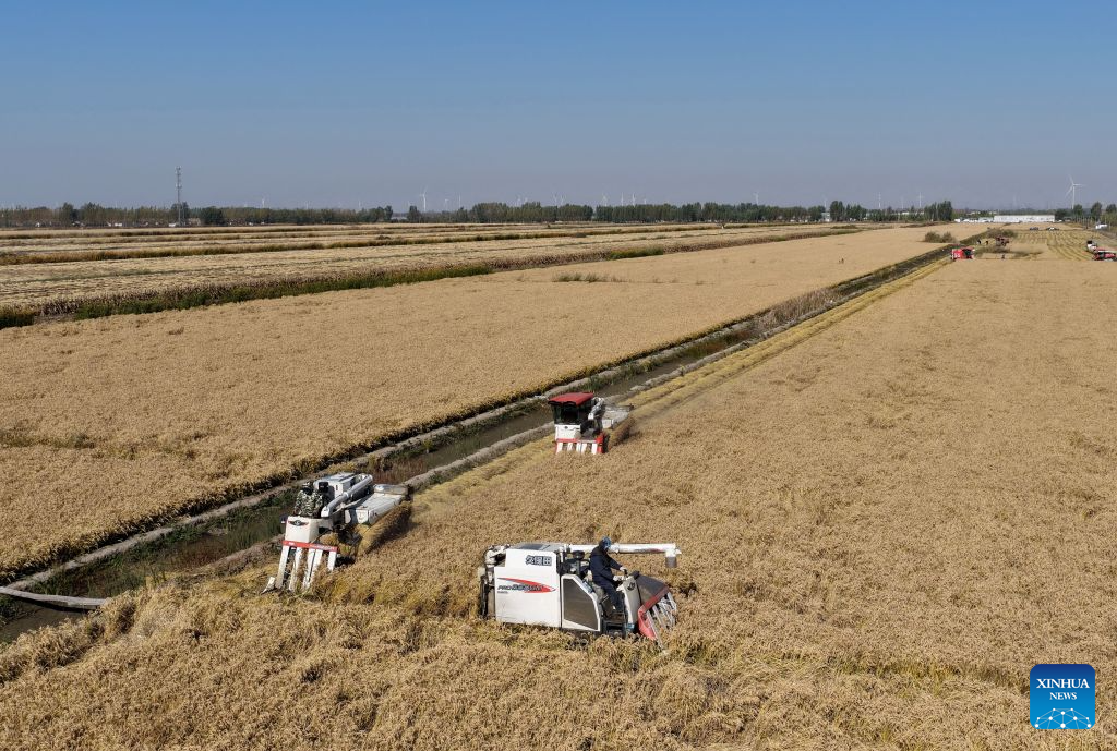 Autumn harvest enters final stage in Hebei