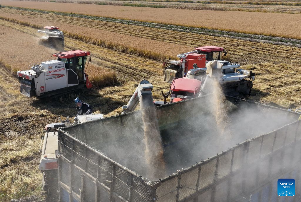Autumn harvest enters final stage in Hebei
