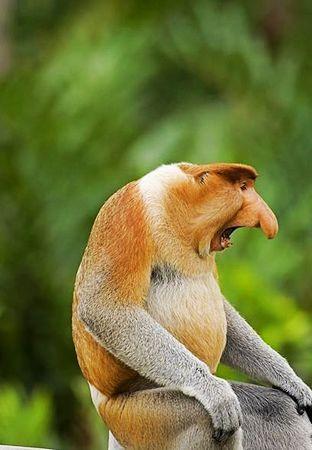 狭鼻猴图片