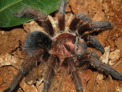 新疆巨型大蜘蛛图片