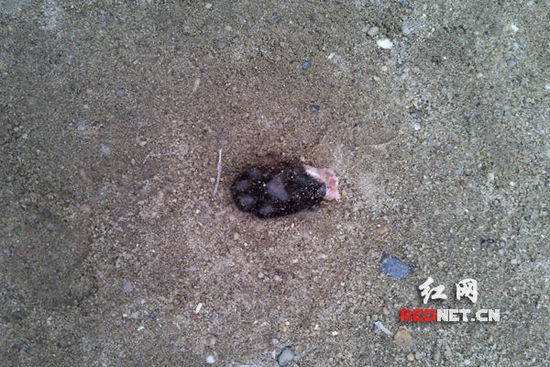 猫被剥皮砍脚绑单杠上晾晒 物业回应:猫是被车撞死的