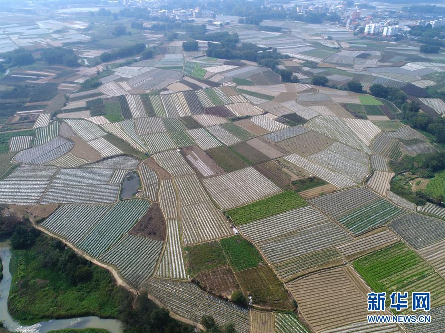 澳大利亚国家多元文化节掠影