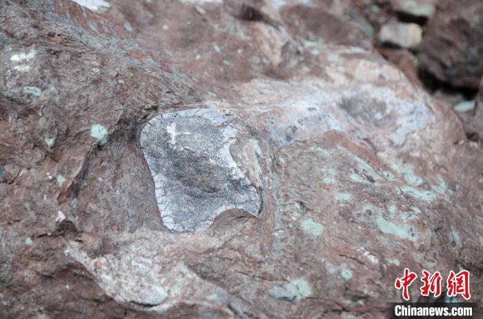 广西东兴发现侏罗纪晚期恐龙化石