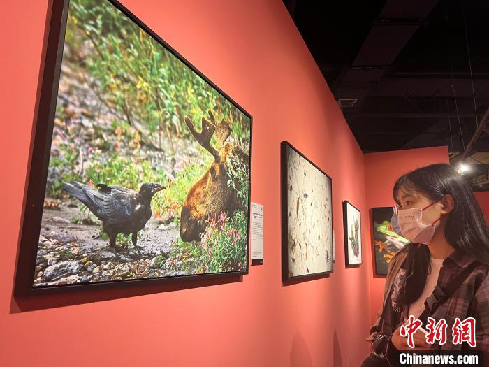 《国家地理经典影像大展》亮相安徽 首设中国专区作品