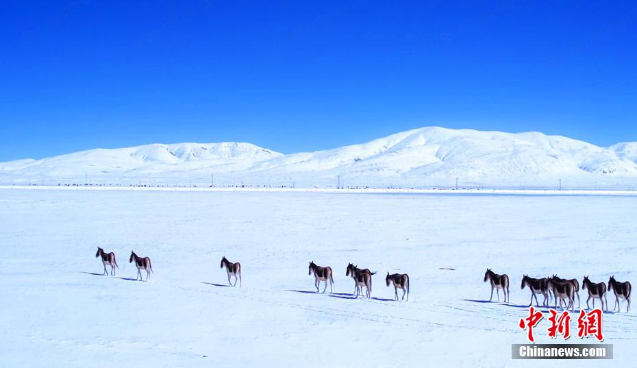 黄河源头玛多：成群藏野驴、牦牛雪地嬉戏