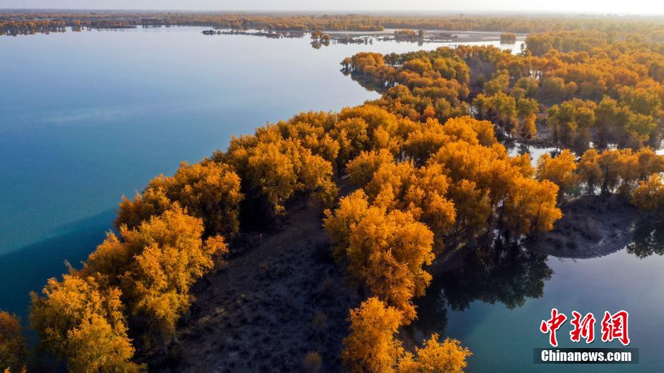 新疆塔里木河两岸原始胡杨林尽染秋色 犹如金色海洋