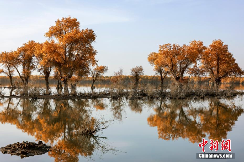 新疆塔里木河两岸原始胡杨林尽染秋色 犹如金色海洋