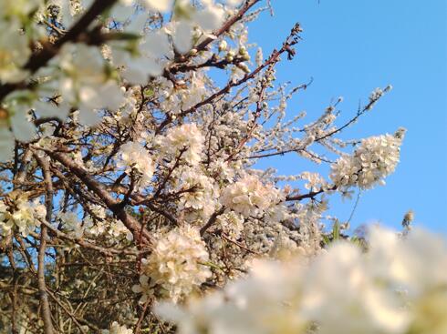 你看，春天的颜色 你听，春天的声音