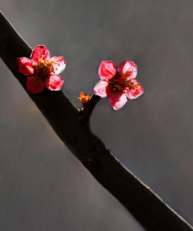 春天到，花儿俏！中国摄影家协会会员傅大利摄影作品欣赏 第 11 张
