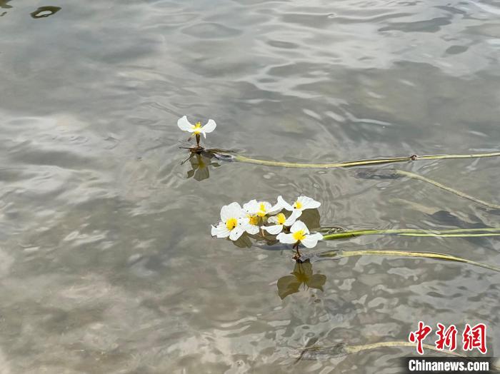 广西德保海菜花开随波荡漾