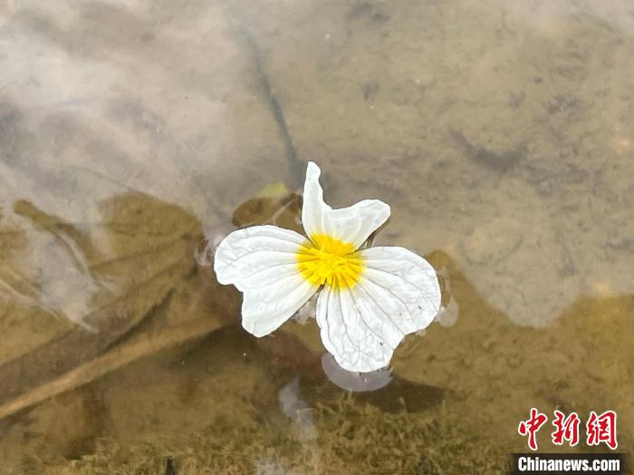 广西德保海菜花开随波荡漾