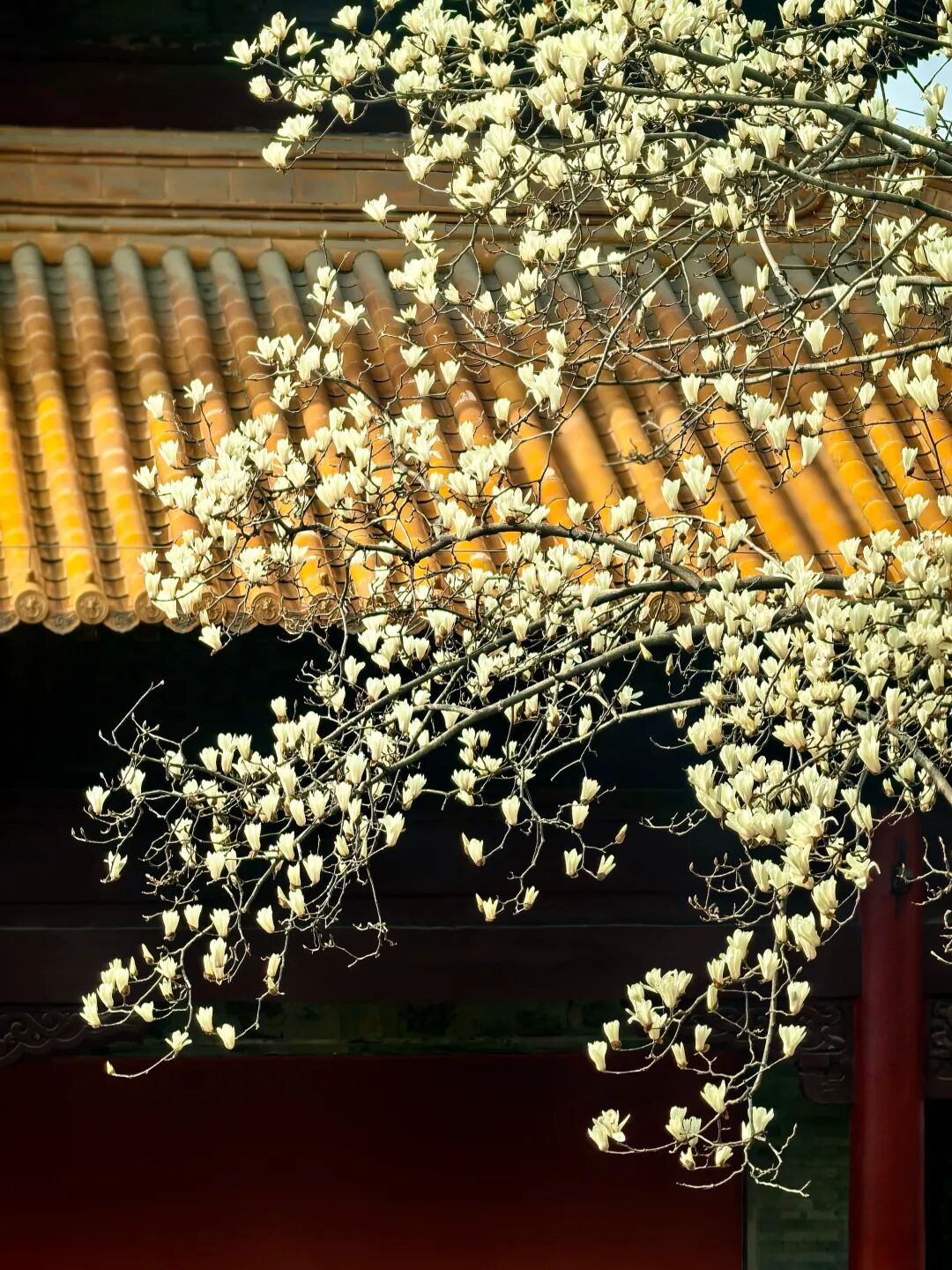 春分有信,花开有期