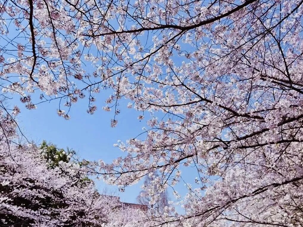 又到樱花烂漫时