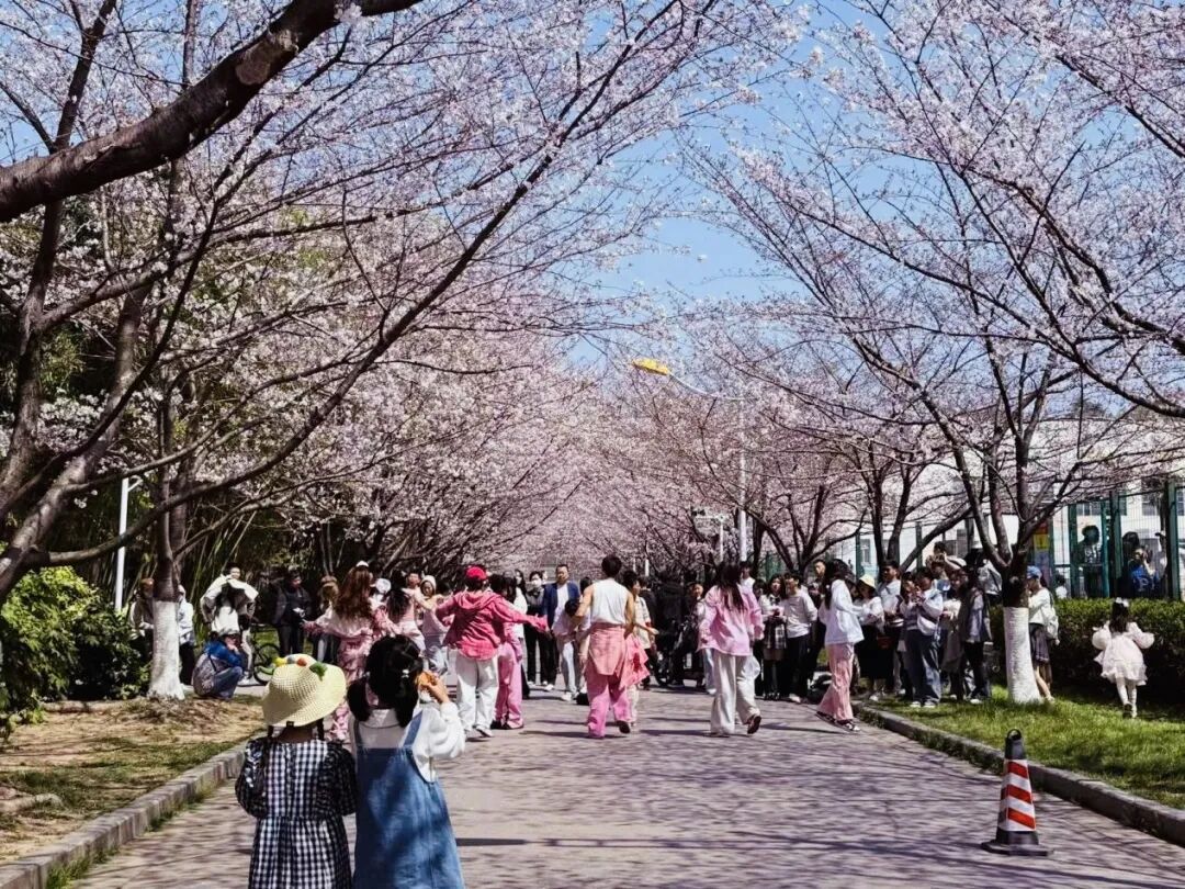 又到樱花烂漫时