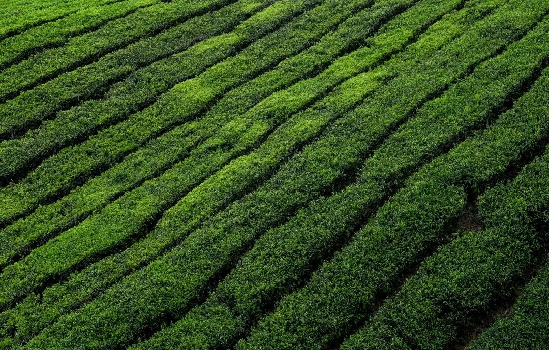 茶忆