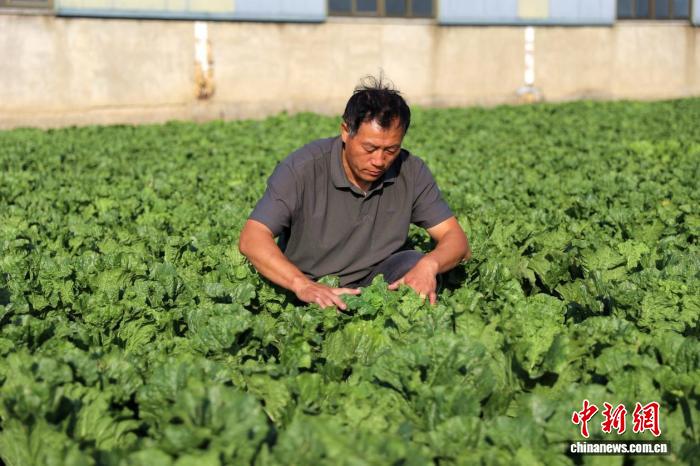 (寻味中华|节令)霜降红柿压枝头 藏尽霜华白菜甜