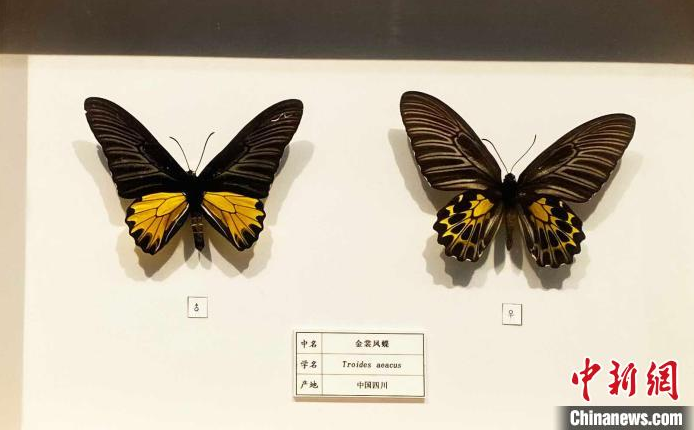 “名蝶精粹与蝶文化展”在江苏扬州展出 感受人文与自然和谐之美