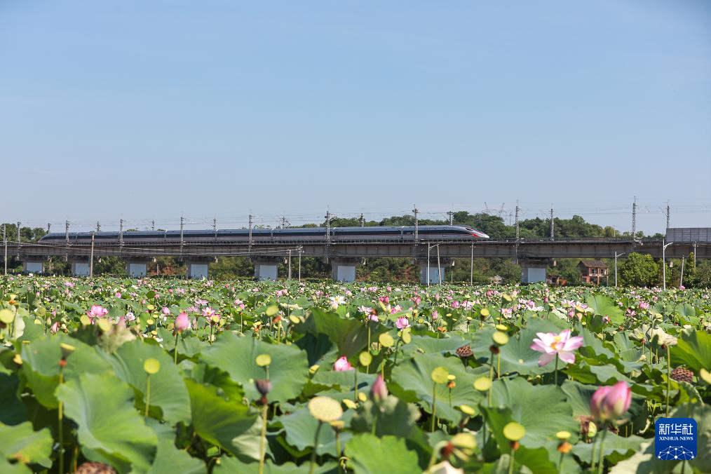 盛夏荷韵