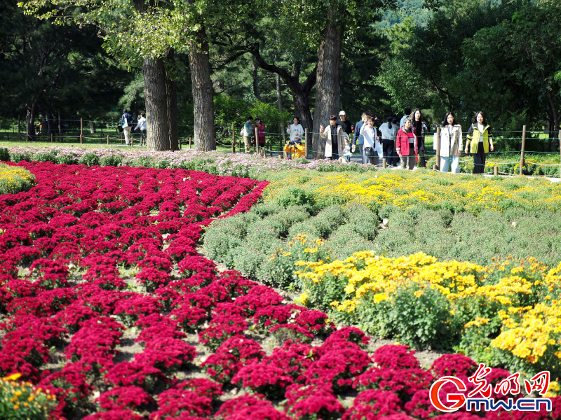 【网络中国节】九九重阳菊花开