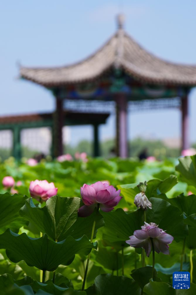 北京：夏日荷韵