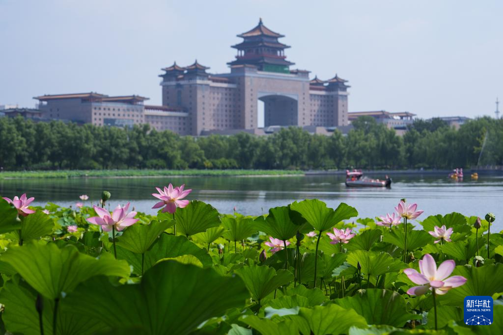 北京：夏日荷韵