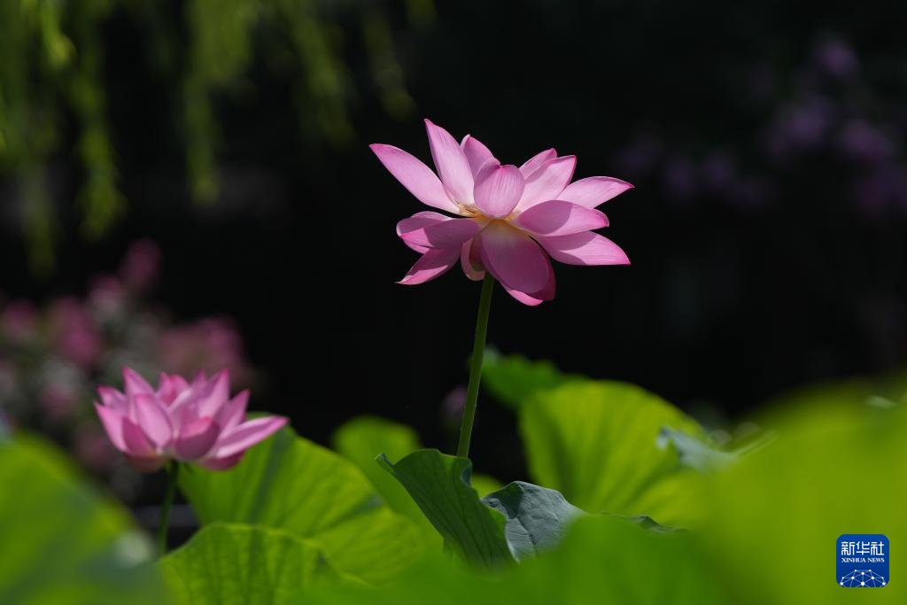 北京：夏日荷韵