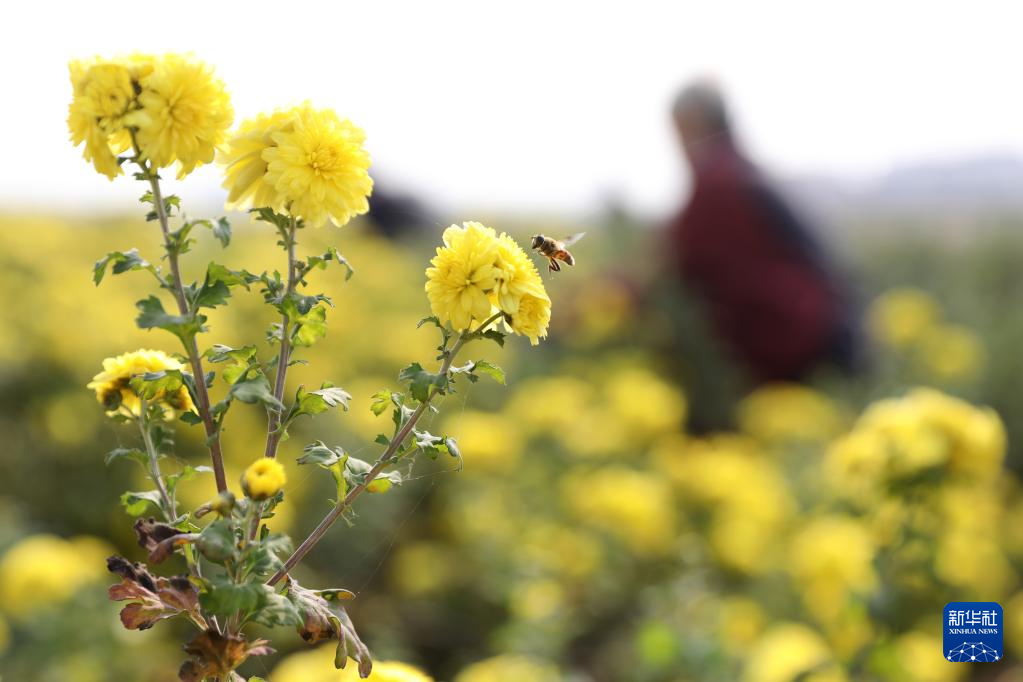 诗意中国丨农历九月