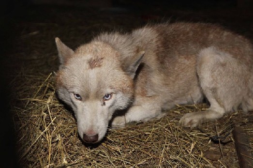 山东枣庄抓获白狼续:网友称是自家哈士奇狗