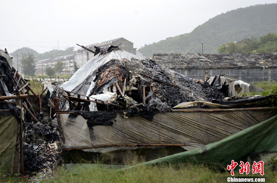 组图:台风"菲特"过境 百姓哄抢对虾