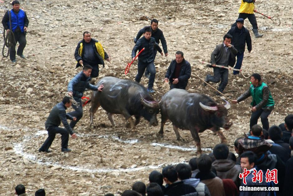 贵州凯里百牛争霸赛引数万人围观